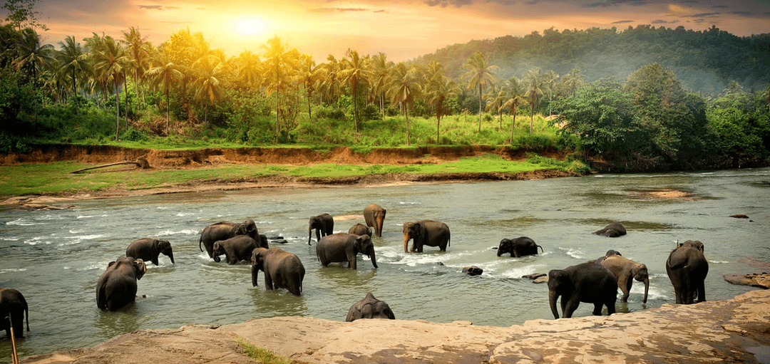 Sri Lanka Cultural & Coastal Tour: Sigiriya Rock Fortress, Kandy Tea Hills, & Bentota Beaches