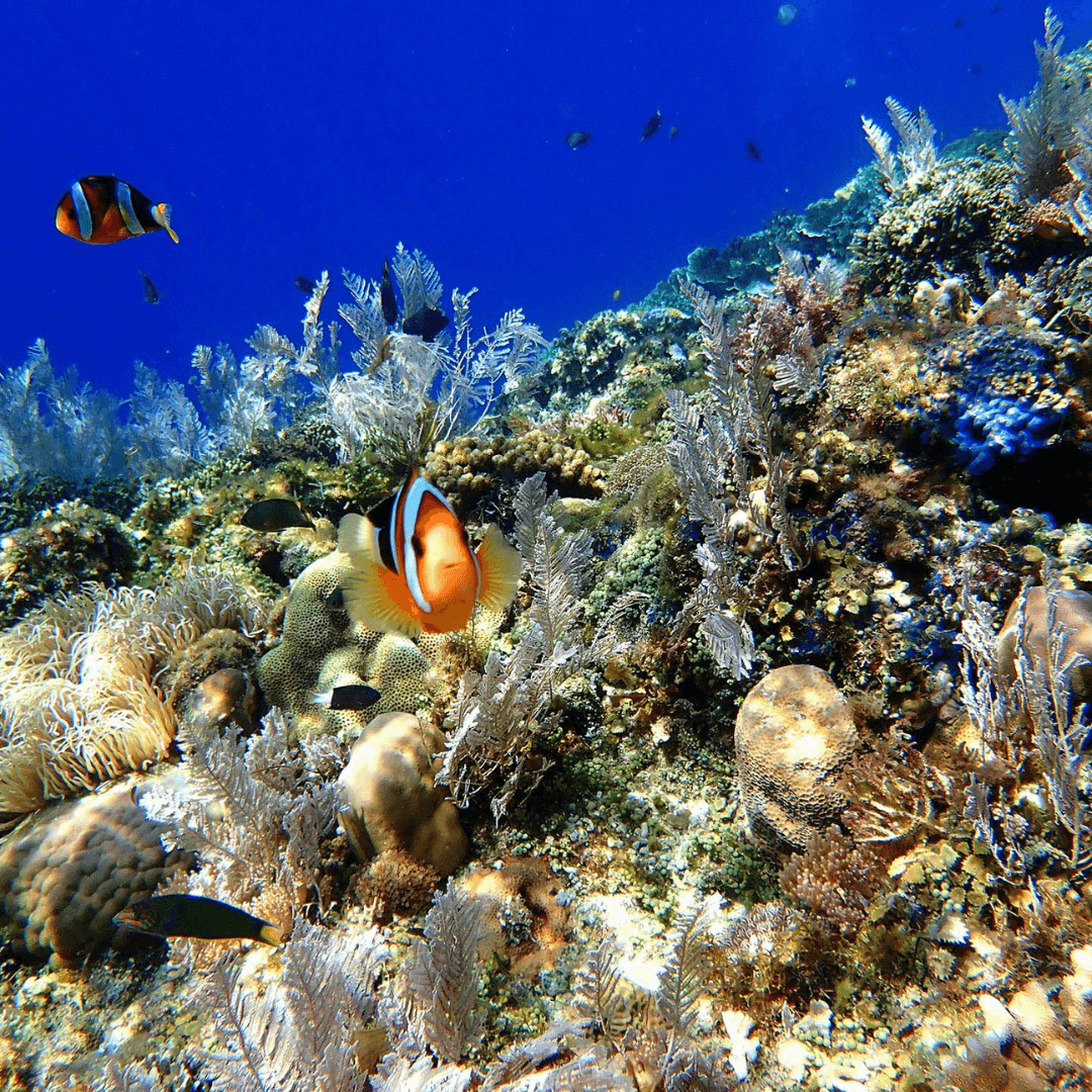 Balicasag Island Marine Life Snorkel and dive among coral reefs at Balicasag Island, experiencing an underwater wonderland.