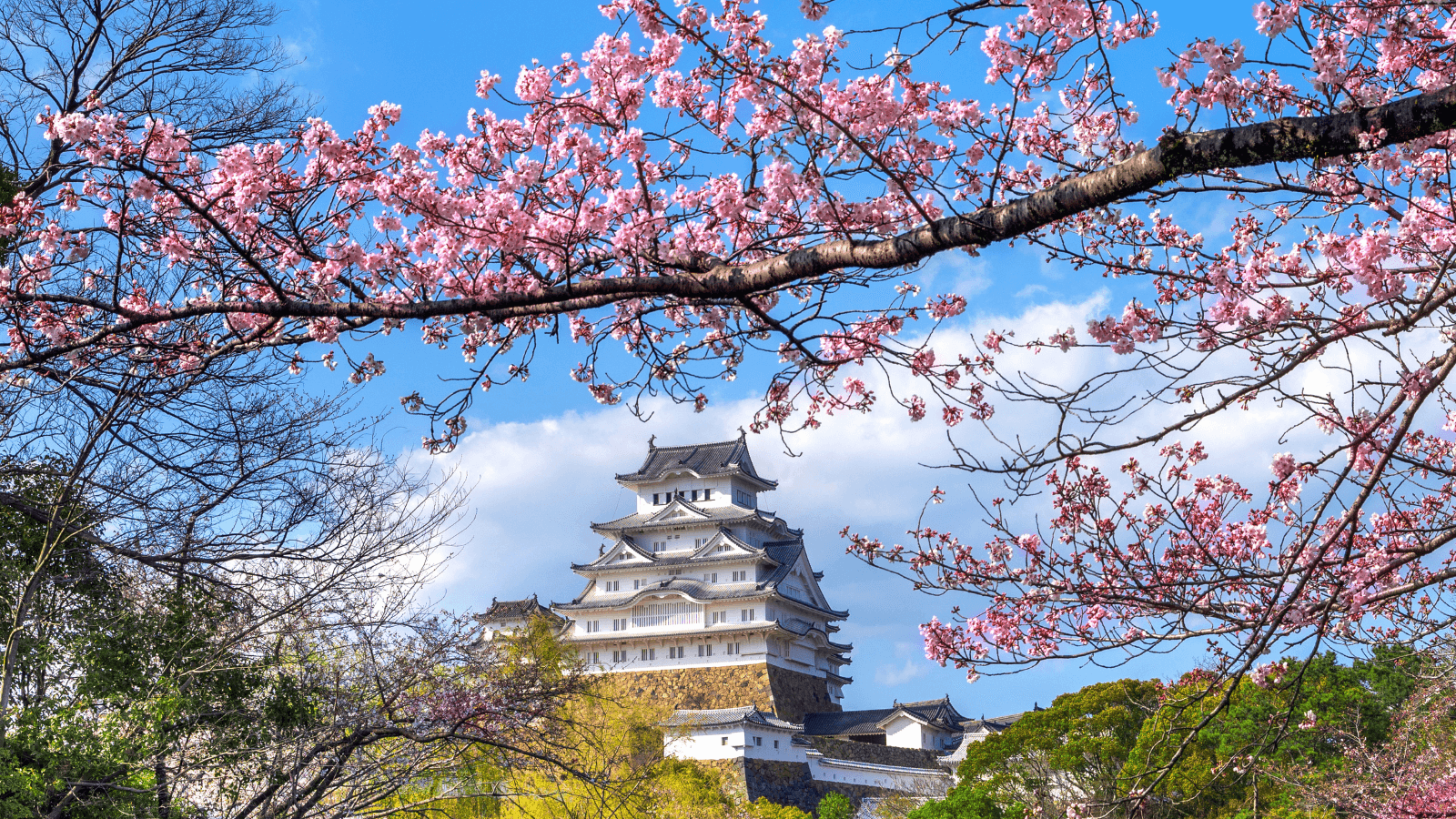 Trawel Mart – Japan Cherry Blossom Tour 2026