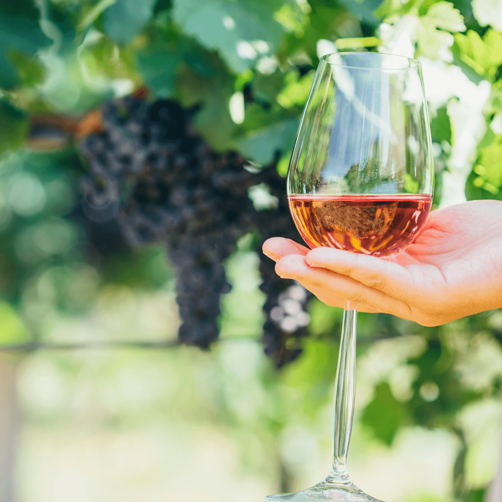 Romantic Kakheti Wine Region: Immerse yourself in the romantic atmosphere of Kakheti, visit Bodbe Monastery, stroll through the charming town of Sighnaghi, and taste authentic Georgian wines at traditional wineries.