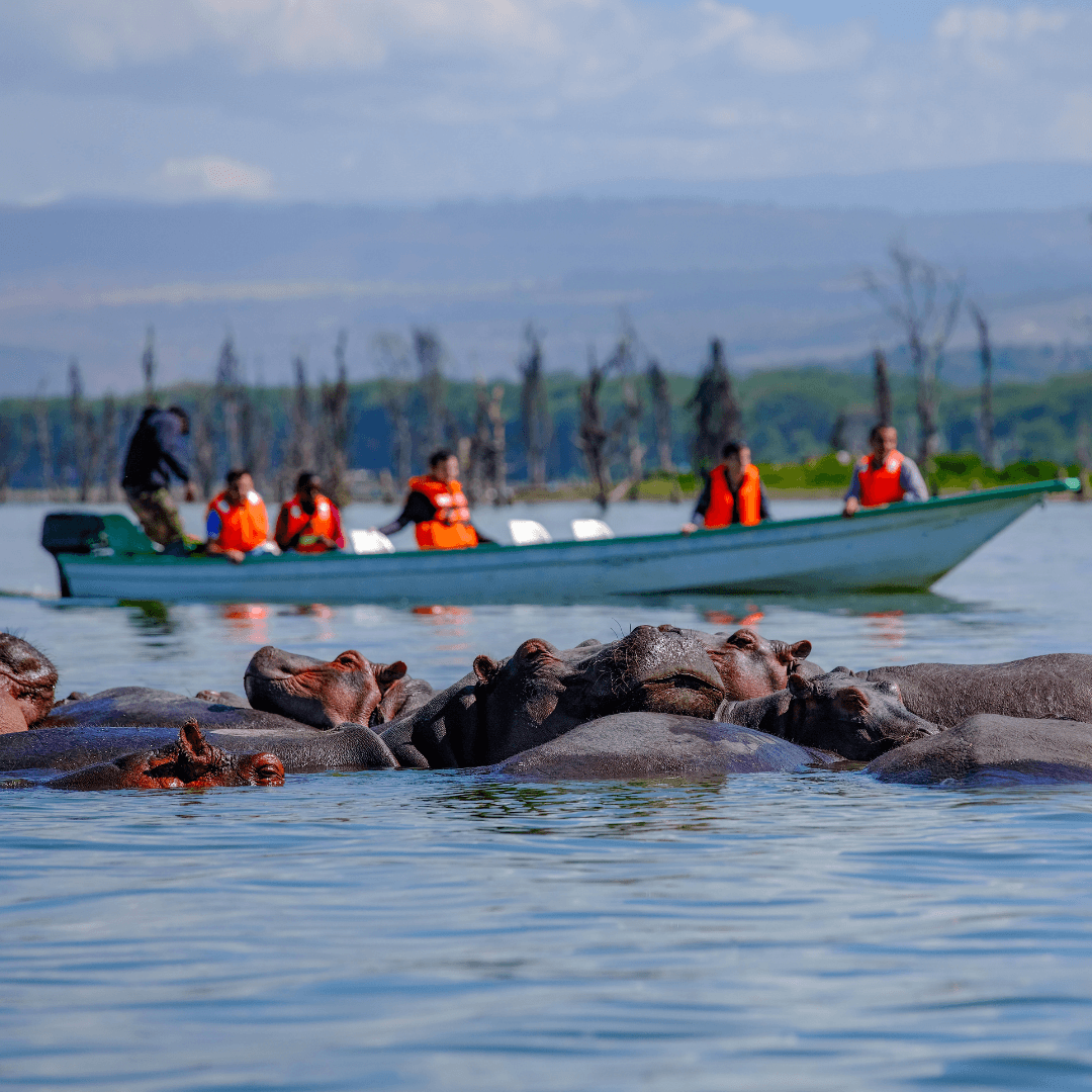 Experience the breathtaking beauty of Lake Naivasha, where you can enjoy a scenic boat ride among hippos and diverse birdlife.