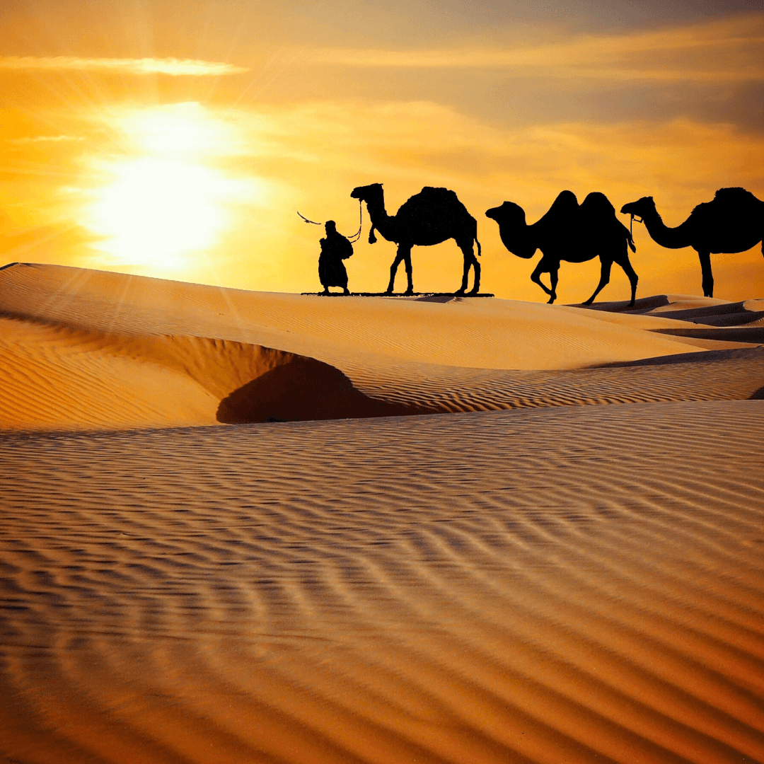 Experience a sunset camel ride at the Sam Sand Dunes in Jaisalmer, a quintessential Rajasthani activity that showcases the serene beauty of the Thar Desert.