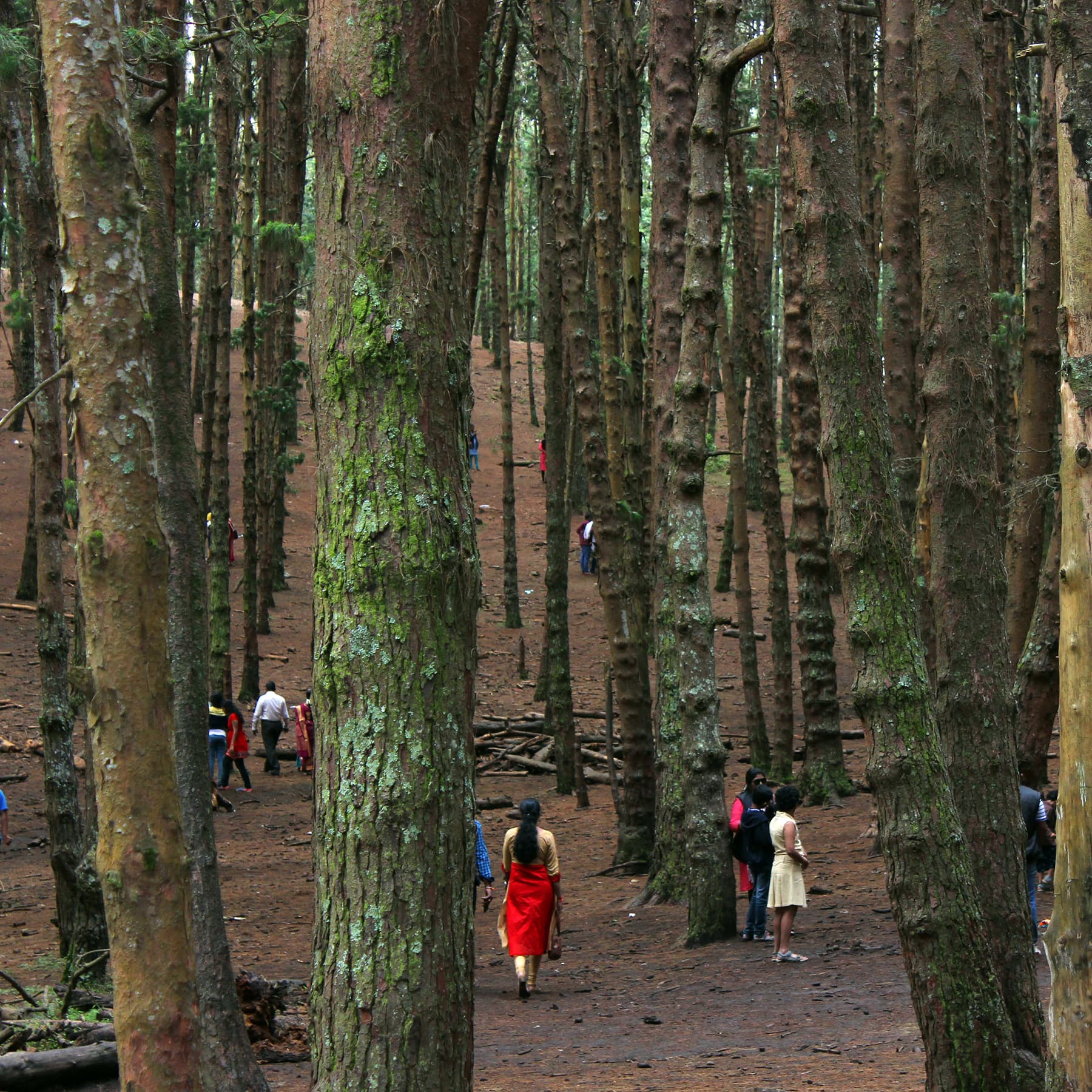Silver Cascade Waterfalls, located on the way to Ooty, presents a breathtaking spectacle of water cascading down from a height, surrounded by verdant greenery and offering a refreshing experience.