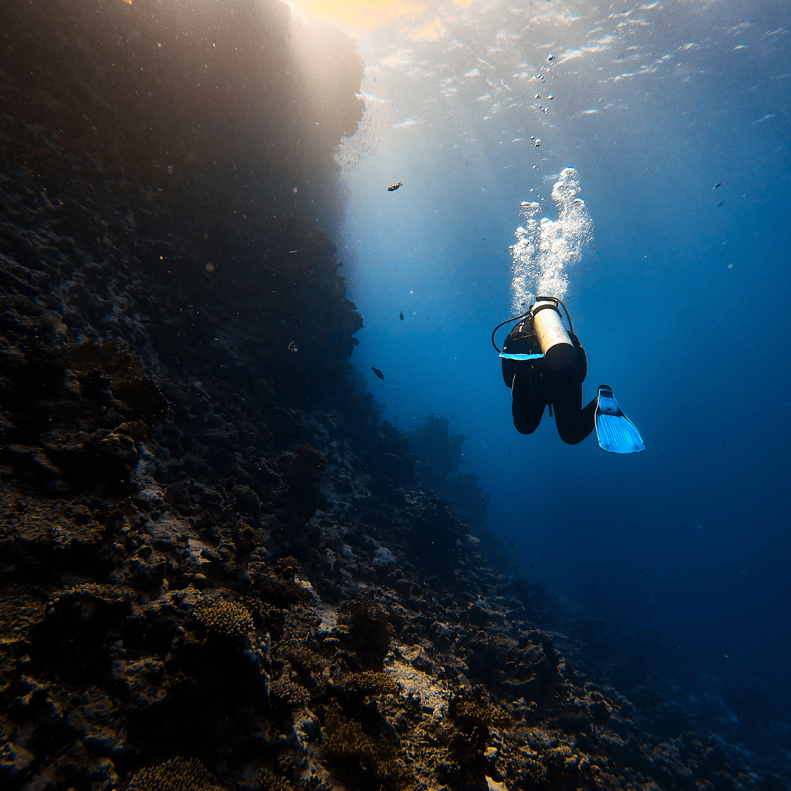 Snorkel and dive in stunning coral reefs filled with marine life.