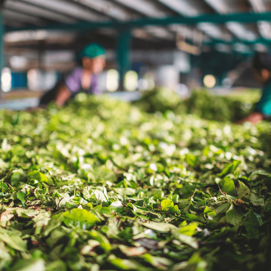 The Tea Factory in Ooty provides a fascinating insight into the process of tea making. Visitors can indulge in the aroma of fresh tea leaves and learn about the intricate steps involved in producing some of the finest teas in India.